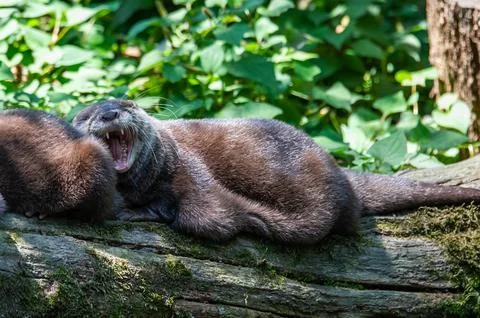 An otter lying down outside its den. Foto stock
