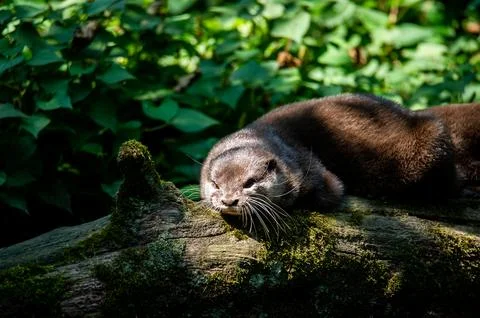 An otter lying down outside its den. Stock Photos