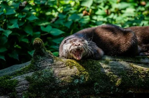 An otter lying down outside its den. Foto stock