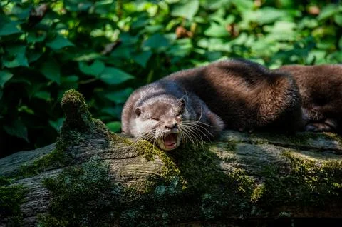 An otter lying down outside its den. Foto stock