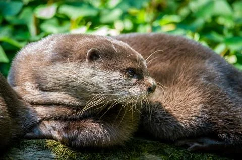 An otter lying down outside its den. Stock Photos