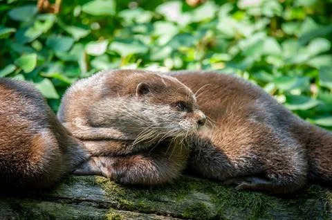 An otter lying down outside its den. Stock Photos