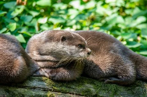 An otter lying down outside its den. Stock Photos