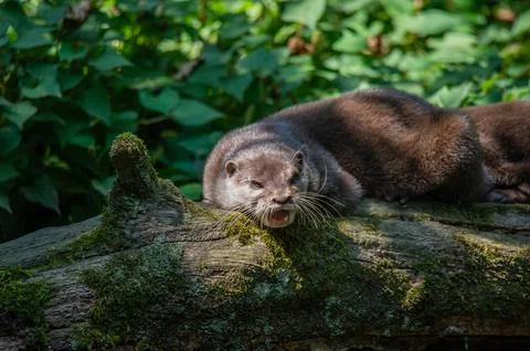 An otter lying down outside its den. Stock Photos
