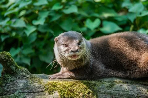 An otter lying down outside its den. Stock Photos