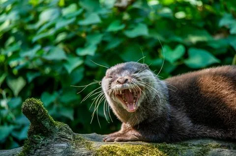 An otter lying down outside its den. Stock Photos