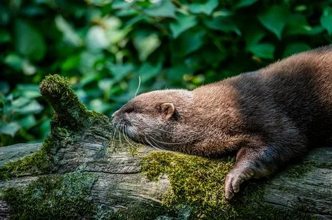 An otter lying down outside its den. Stock Photos