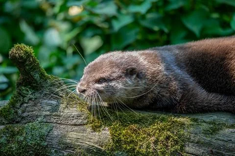 An otter lying down outside its den. Stock Photos