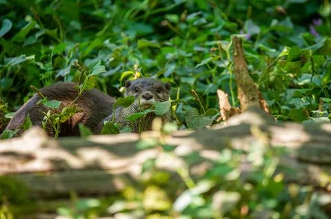 An otter lying down outside its den. Stock Photos