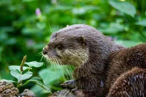 An otter lying down outside its den. Stock Photos
