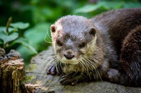 An otter lying down outside its den. Stock Photos