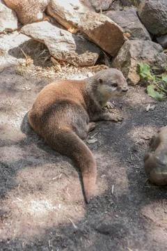 Otter lying on the rocks Stock Photos