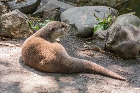 Otter lying on the rocks Stock Photos