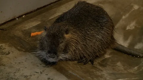 Otter in a metal cage view Stock Footage 108070053