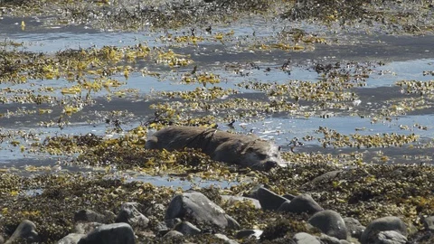 Otter-Mull-1 库存影片 88229748