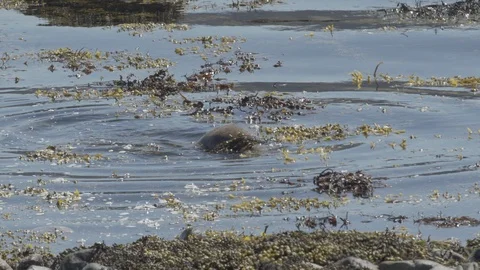 Otter-Mull-2 库存影片 88229829