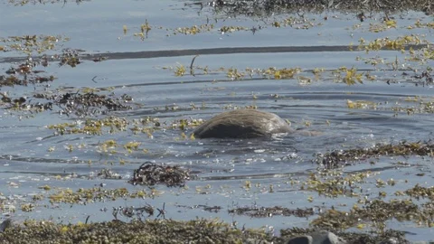 Otter-Mull-3 库存影片 88229879