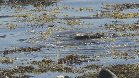 Otter-Mull-4 库存影片 88229747