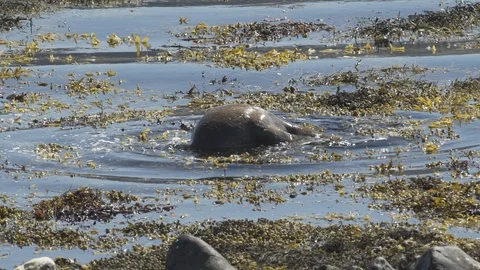 Otter-Mull-5 库存影片 88229878