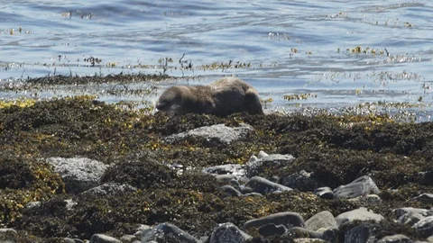 Otter-Mull-7 库存影片 88258609