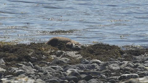 Otter-Mull-8 库存影片 88278067