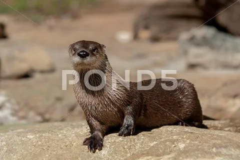 Otter Stock Photos