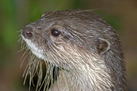 Otter Stock Photos