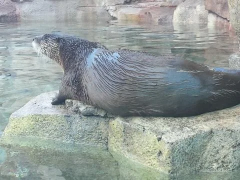 Otter Photos
