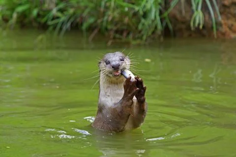 Otter Stock Photos