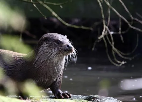 Otter Stock Photos