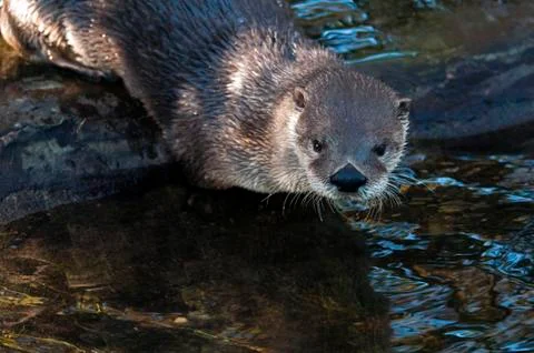 Otter Foto stock