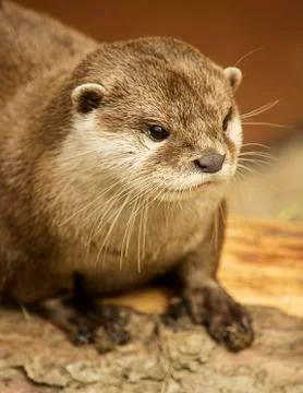 Otter Stock Photos