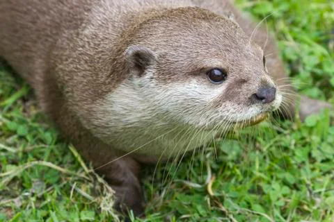 Otter Stock Photos