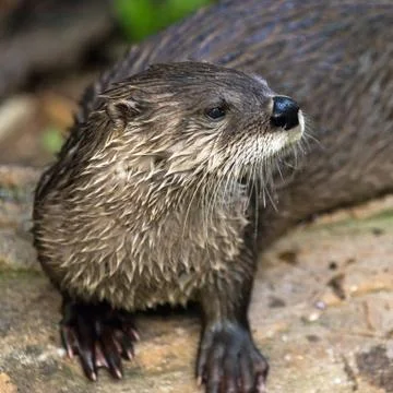 Otter Stock Photos