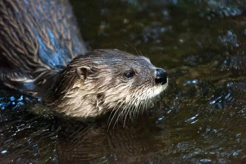 Otter Foto stock