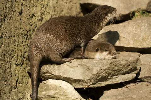 Otter Stock Photos