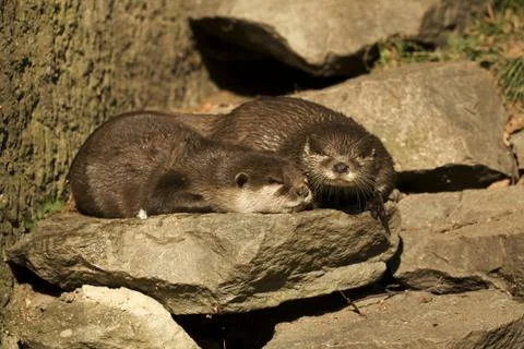 Otter Stock Photos