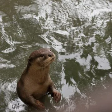 OTTER Stock Photos
