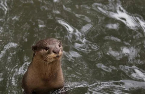 OTTER Stock Photos