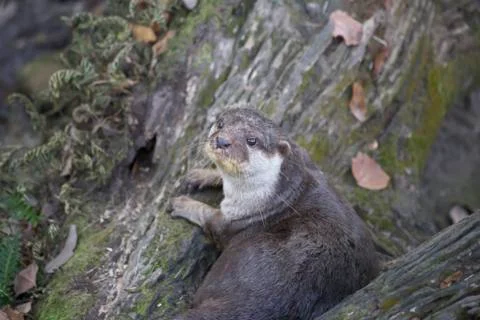 Otter Stock Photos