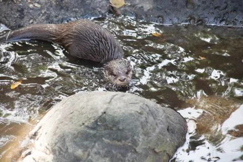 Otter Stock Photos