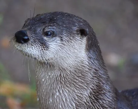 Otter Stock Photos