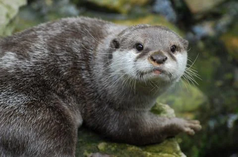 Otter Stock Photos