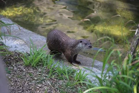 Otter Stock Photos