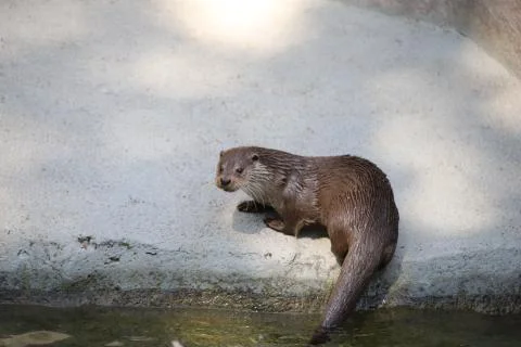 Otter Stock Photos