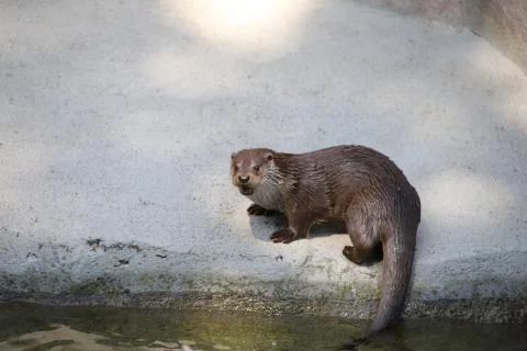 Otter Stock Photos
