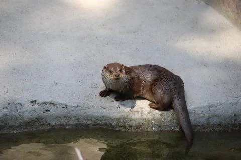 Otter Stock Photos