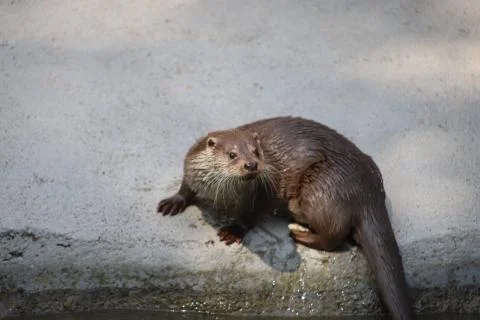 Otter Stock Photos