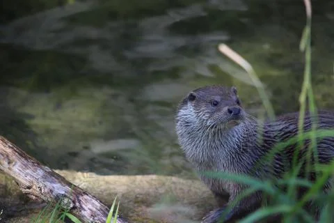 Otter Stock Photos