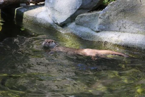 Otter Stock Photos